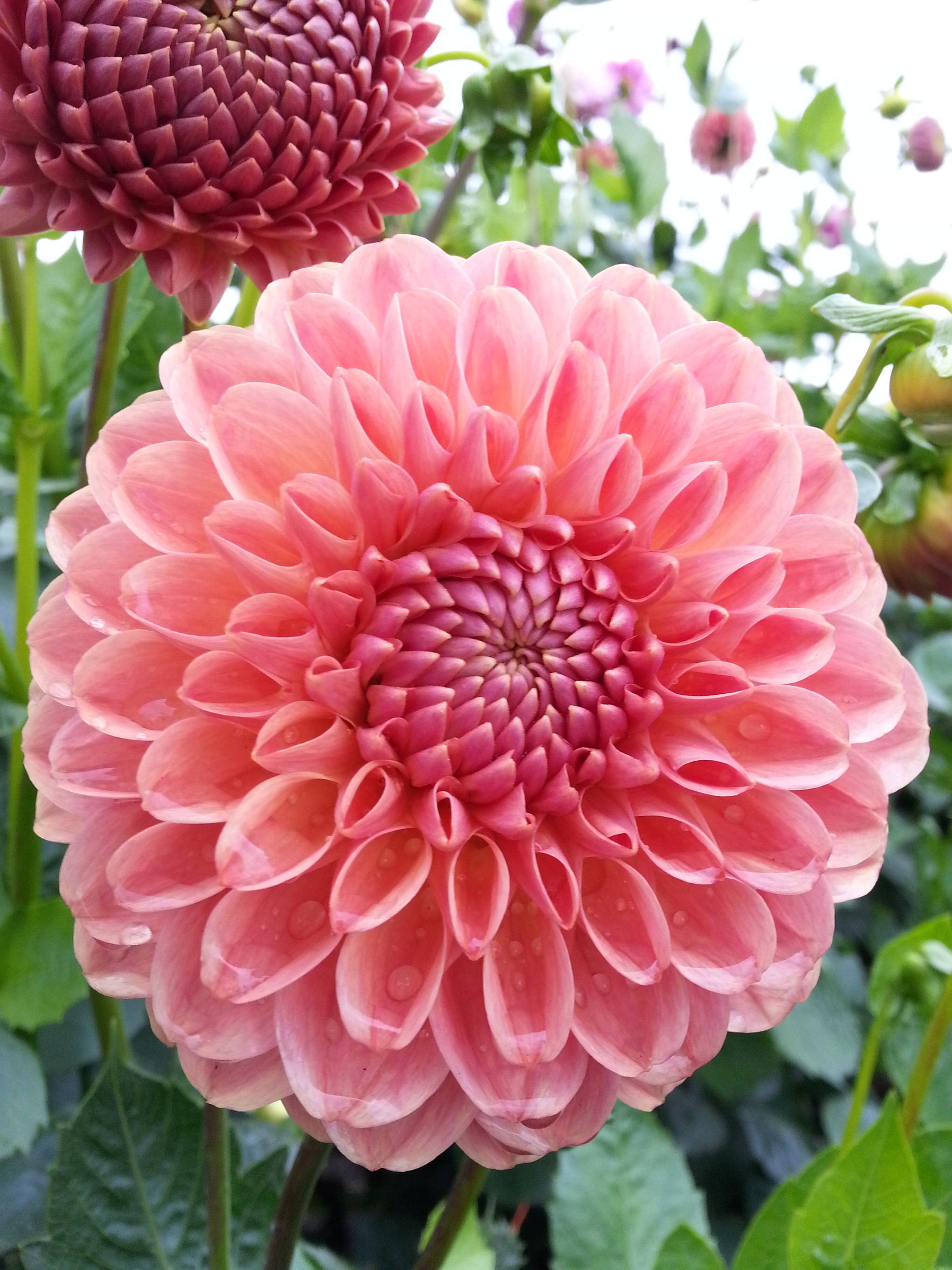 clearview-peachy-dahlia-prairie