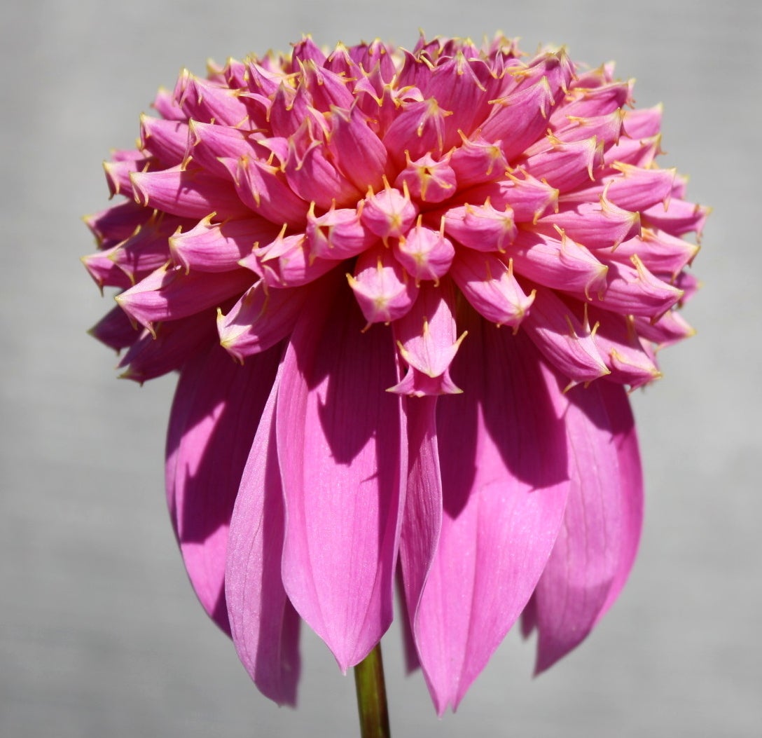 bloomquist-ginnie-dahlia-prairie